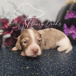 Barrel - Chocolate and cream male Dachshund puppy in Martin City, Montana from FleuryDachs