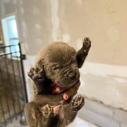 Grey - Gray male Cane Corso puppy in Clinton, Mississippi from Paw City Kennel