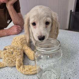 Olaf - Cream male Dachshund puppy in Randolph, Texas from Spindle's Little Treasures