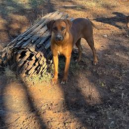 Jezzy - Rhodesian Ridgeback