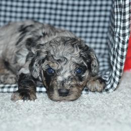 Cupid - Merle male Cockapoo puppy in Moulton, Iowa from Shondel Puppy Paws