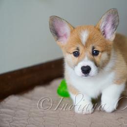 Pembroke Welsh Corgi Puppies from Sunny Acres Corgis