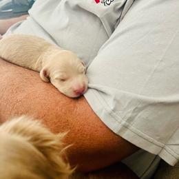 Coney - Fawn (isabella) and cream female Dachshund puppy in Fontana, California from DOXI.E.