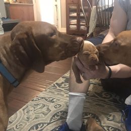 Vizsla Puppies from Maplewood Vizslas
