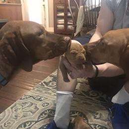 Vizsla Puppies from Maplewood Vizslas