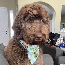 Jagger - Labradoodle