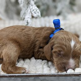Cavapoo and Whoodle Puppies from Gardner Lane Puppies
