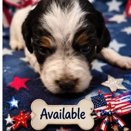 Girl 3 - Liver white and tan female English Springer Spaniel puppy in Socorro, New Mexico from Huntin' Buddies