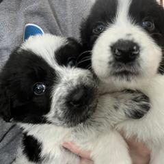 Karakachan Puppies from MI Family Farm