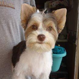 Biewer Terriers and Yorkshire Terriers from Thumbs Up Precious Pups
