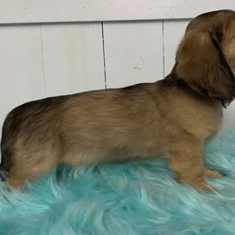 Dachshund Puppies from Gooddach’s Dachshunds