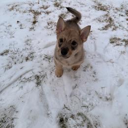 Ned - Gray male Swedish Vallhund puppy in Phelps, New York from Solgladje’s Swedish Vallhunds