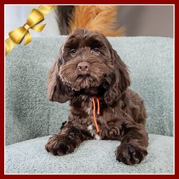 Kleine - Brown male Cockapoo puppy in Connersville, Indiana from Deaz Doodle Ranch