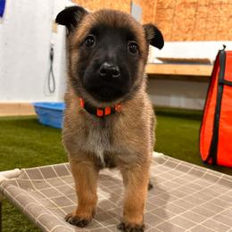Girl 3 - female Belgian Tervuren puppy in Farmington, Maine from Pine State Shepherds