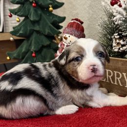 Miniature American Shepherd and Miniature Australian Shepherd Puppies from Fuzy Butts Mini & Toy Aussies