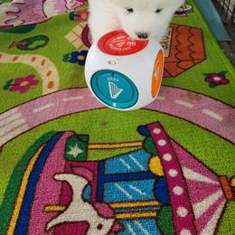 We have 3 boys to choose from and once the evaluation is done, we will know who goes to which family. - White male Samoyed puppy in Chesnee, South Carolina from Koukla Samoyeds