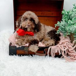 Fudge - Merle male Cavapoo puppy in North Carolina from NC Doodle Puppies