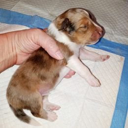 Maestro - Sable merle and white male Shetland Sheepdog puppy in Aliquippa, Pennsylvania from Fancypants Shetland Sheepdogs