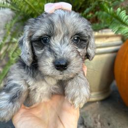 Dolly - Blue merle female Aussiedoodle puppy in Lexington, Alabama from Johnson’s Highland Pride Aussiedoodles