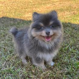 Mario - Blue and tan male Pomeranian puppy in Kosciusko, Mississippi from Prancing Poms