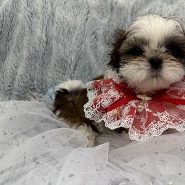 Shih Tzu Puppies from Bay Area Shih Tzu