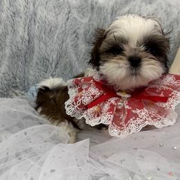 Shih Tzu Puppies from Bay Area Shih Tzu