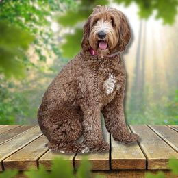 Darla - Australian Labradoodle