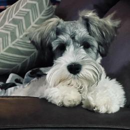 Sadee - Miniature Schnauzer