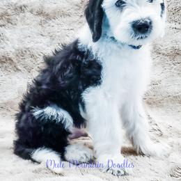 Bearded Retriever, Labradoodle, and Sheepadoodle Puppies from Mule Mountain Doodles