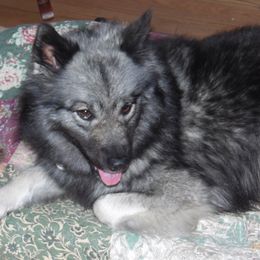 RAHJAH - Keeshond