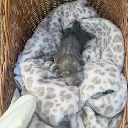 Spirit - Blue and cream male Dachshund puppy in Pontotoc, Mississippi from Toddy Kennels