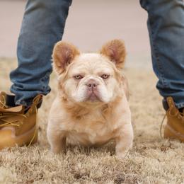 Pablo - French Bulldog