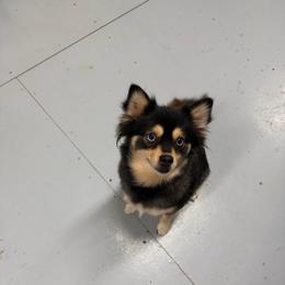 Sedona - Tri-color female Pomsky puppy in Cave Creek, Arizona from Arizona Luxury Pomskies