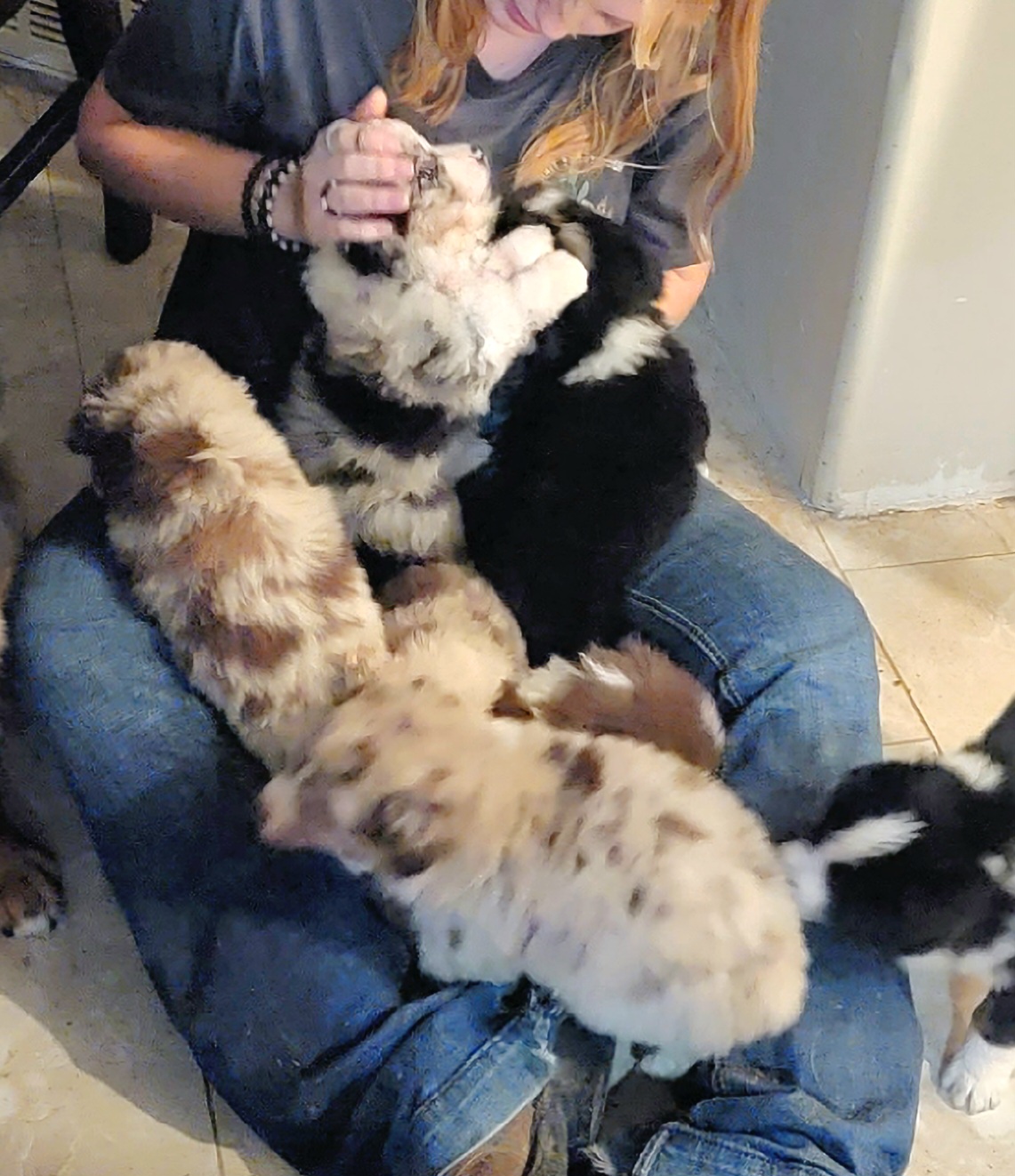 Australian Shepherd Puppies from Winsome Aussies