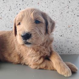 Koda - Caramel cream male Labradoodle puppy in Apache Junction, Arizona from Loving Doodle