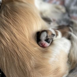 Pekingese Puppies from Della Serra Pekingese