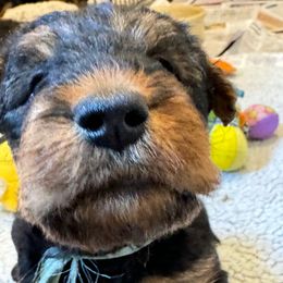 Male number 1 - Black and tan male Airedale Terrier puppy in Clyde, Ohio from Stillwaters Airedales