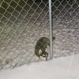 Siberian Husky Puppies from Spirit of the Moon Siberians