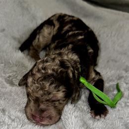 Green collar - Merle male Goldendoodle puppy in Sanderson, Florida from Serenity Goldendoodles