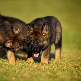 German Shepherd Puppies from Sommerfeld German Shepherds