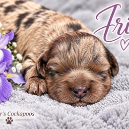 Iris - Merle female Cockapoo puppy in Perry, Arkansas from Parker's Cockapoos