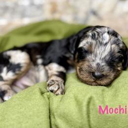 Mochi - Merle female Bernedoodle puppy in Midland, Michigan from Northern Charm Farm