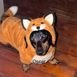 Oscar Cogsworth Cromwell - Dachshund