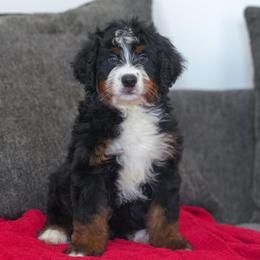 Jeep - Tri-color male Bernedoodle puppy in Dundee, Ohio from Down Home Doodle