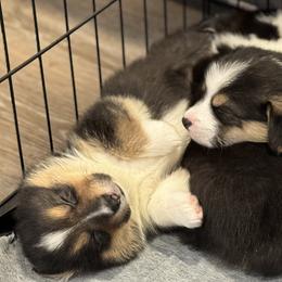 Pembroke Welsh Corgi Puppies from Blue Angel Kennels