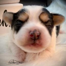Parti' boy - Parti male Yorkshire Terrier puppy in Machesney Park, Illinois from Three Yorkie Family