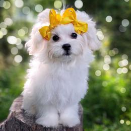 Korean Havamalt Vander - male Maltese puppy in Barren Springs, Virginia from Seeking Shalom Acres Maltese, Maltipoos & Havamalts