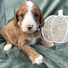 Girl 2 - Red female Irish Doodle puppy in Bloomfield, Iowa from Schooley Doodles