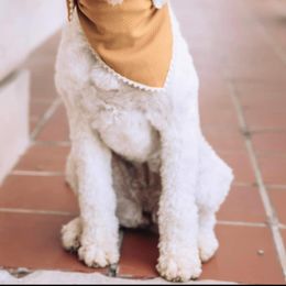 Goldendoodle All Grown Up from Lazy Dayz Doodles