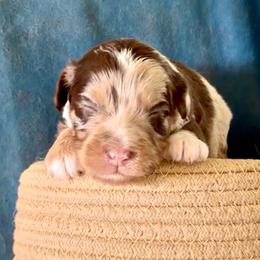Red Merle Girl - Red merle female Aussiedoodle puppy in Burkesville, Kentucky from Bline’s Awesome Aussies & Doxies at the Bline Family Farm